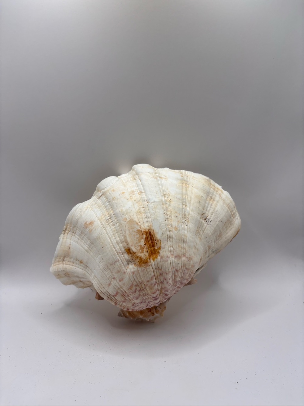 Decorative Natural Sea Shell - White with Cream and Tan Accents